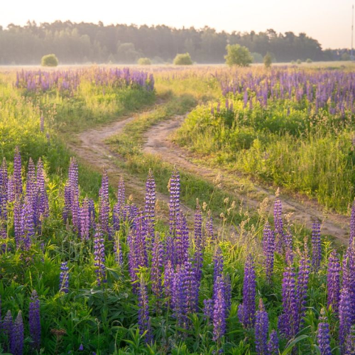 Flowery Path